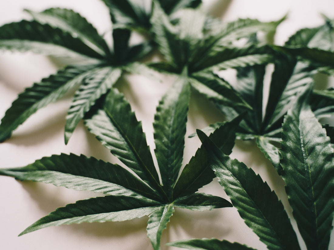 Does Weed Make You Dehydrated?