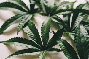 Does Weed Make You Dehydrated?